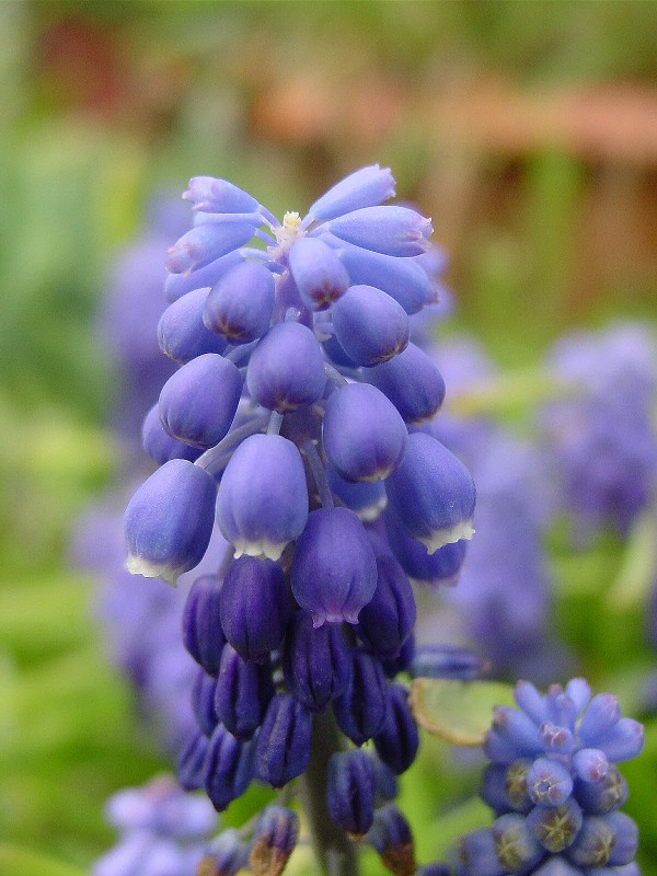 Muscari